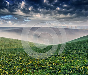 A picturesque hilly field. Storm clouds over a wheat field. Spring landscape