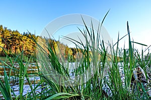 Picturesque lake in the forest. Beautiful summer landscape