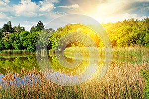 A picturesque lake overgrown with reeds. In the blue sky a bright sunrise.