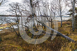 Picturesque lake shore with fallen trees and motley leaves