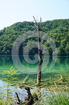 Picturesque lake surrounded by foliage in Croatia, dried tree trunk in the water