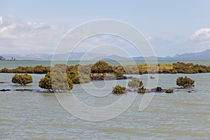 Picturesque landscape at Ambury Regional Park, Auckland, New Zealand