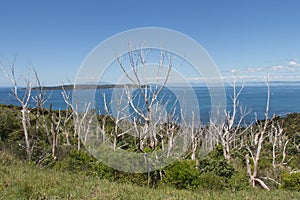 Picturesque landscape with bare trees and blue sea on background, New Zealand