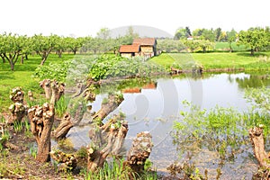 Picturesque landscape, Betuwe,Netherlands