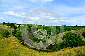 The picturesque landscape consists of trees growing in mountainous terrain.