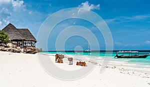 Picturesque landscape with cows and house on the beach, Zanzibar