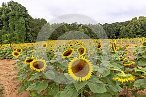 Picturesque landscape featuring a field of vibrant sunflowers in Mooresville, NC