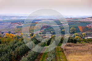 Picturesque landscape of fruit orchards, endless rows of young trees of a smalls and big fruit farms on hills. Fall harvest season