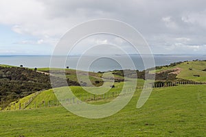 Picturesque landscape with green grass hills and blue sea on background, Shakespear Regional Park, New Zealand