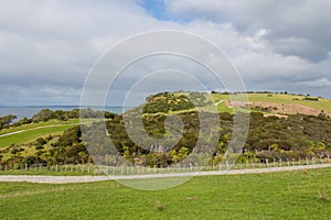 Picturesque landscape with green grass hills and blue sea on background, Shakespear Regional Park, New Zealand