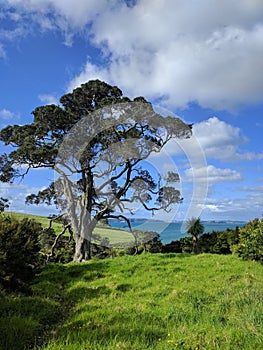 Picturesque landscape with a huge tree, blue sky and sea on background, New Zealand
