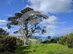 Picturesque landscape with a huge tree, blue sky and sea on background, New Zealand