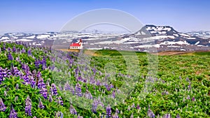 A picturesque landscape with an Icelandic church, fields of blooming lupin flowers, and snowy hills.