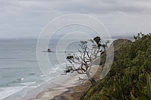 Picturesque landscape with inclined tree at the cliff, sea and rainy clouds on background, New Zealand