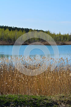 Picturesque landscape. Lake with thickets of bulrush on one bank and forest on other.