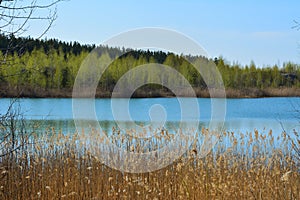 Picturesque landscape. Lake with thickets of bulrush on shore and forest on horizon. Spring scenery