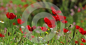 The picturesque landscape with a lot of flowers of poppies at sunrise, a blurred background of green color, without