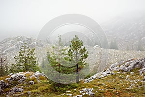 A picturesque landscape of a mountain valley in Lovchen National Park, Montenegro on a foggy day. Background. Wallpaper