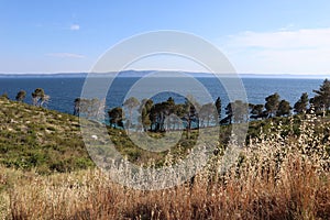 Picturesque landscape of pine trees over the sea against the background of blue sky and yellow grass on a sunny summer evening, Cr