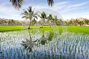 Picturesque landscape with rice plantation. India