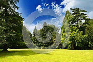 Picturesque landscape of sunny meadow in summer park