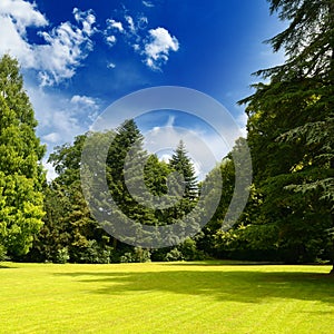 Picturesque landscape of sunny meadow in summer park