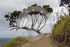 Picturesque landscape with tree at the cliff, sea and rainy clouds on background, New Zealand