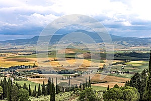 Picturesque landscape of Tuscany countryside with golden and green rolling hills and with isolated cypress trees