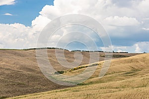 Picturesque landscape of Tuscany countryside with golden rolling hills with isolated cypress trees against blue sky