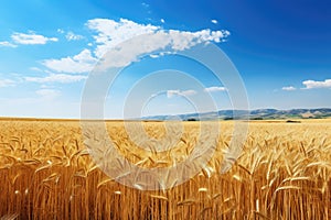 A picturesque landscape of a vast field covered in golden wheat, stretching towards the horizon under a clear blue sky, Golden