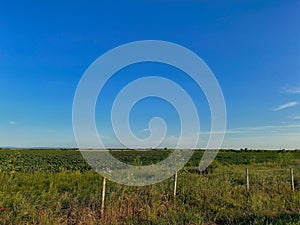 Picturesque landscape of a vibrant wildflower meadow, with a variety of flowers blooming