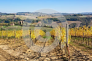 Picturesque landscape with vineyard and farmhouses in autumn, Italy