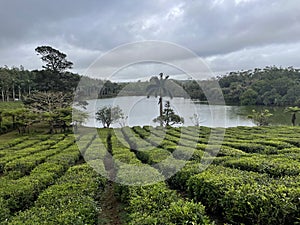 Bois Cheri Tea Plantation Mauritius Island photo