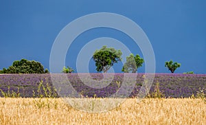 Picturesque lavender field and oat field against a bright blue sky.