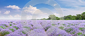 Picturesque lavender field with ripe flowers