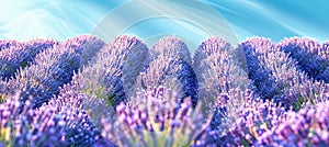 Picturesque lavender fields under a vivid blue sky, a captivating sight of nature s beauty