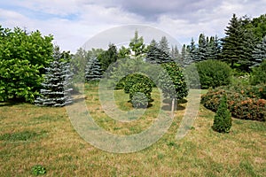 Picturesque lawn in summer park