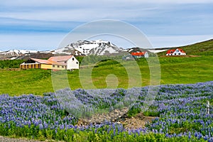 Picturesque location in rural Iceland with blossoming lupines in the foreground