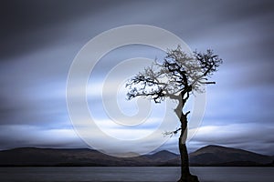Picturesque Lone Tree at Milarrochy Bay is a bay on Loch Lomond, near the village of Balmaha, Scotland.