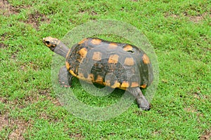 The picturesque Martinique zoo in Le Carbet in West Indies