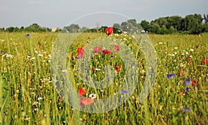 Picturesque meadow with beautiful wild flowers: red poppy, blue cornflower, camomile, daisy and cloudless sky and trees in the