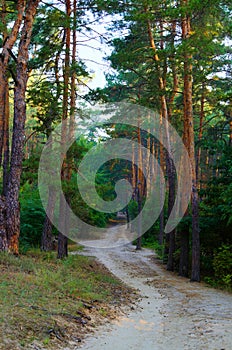 Picturesque morning landscape view of dirt road in the autumn forest. Forest path in the morning. Forest trail