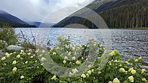Picturesque mountain Duffey Lake. Flowering bushes by the lake in summer. Duffey Lake Provincial Park is popular spot for canoeing