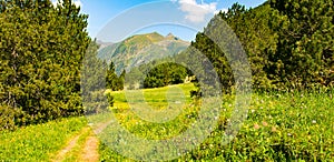 Picturesque mountain landscape with a green meadow, trees and a path. Wide photo