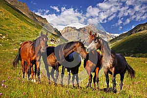 Picturesque mountain landscape with horses photo