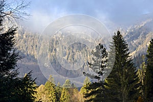 Picturesque mountain landscape with valley in morning fog behind the forest on the grassy hill. Fluffy clouds on a bright blue sky