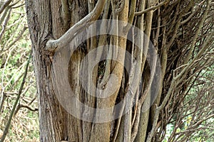 Picturesque multi-barrel cypress gray trunk in Massandra park, Crimea