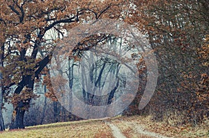 Picturesque oak alley in autumn