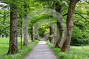 Picturesque oak alley in spring
