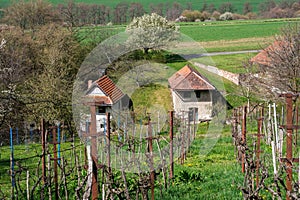 Malebný starý malý vinohrad na jar, v pozadí starý dom s pivnicou, tradícia vinohradníctva.